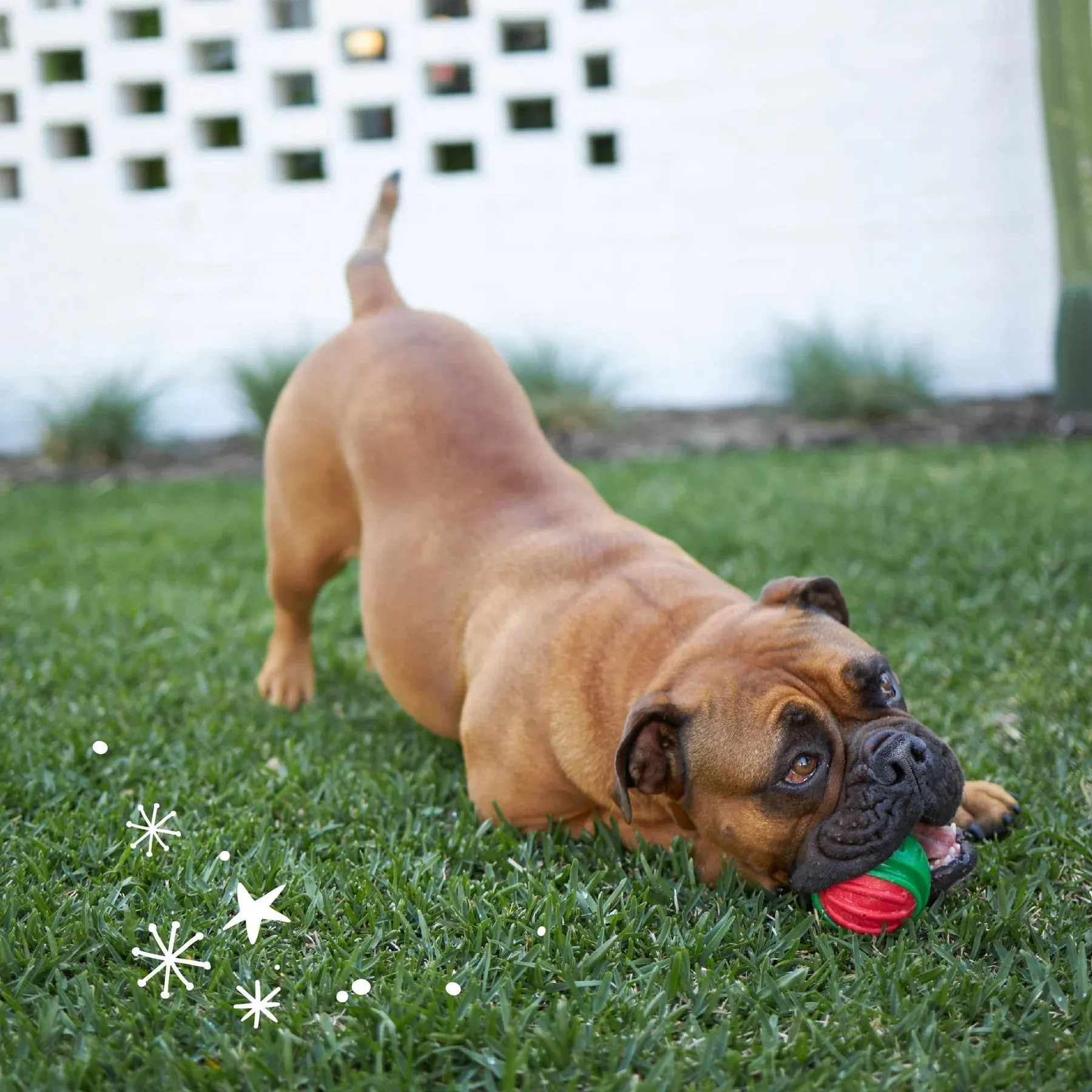 Kazoo Christmas Duraball Dog Ball Toy Medium