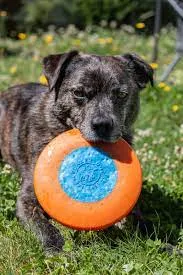 Planet Dog Orbee-Tuff Zoom Flyer Disc Dog Toy
